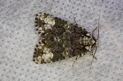 <i>Craniophora ligustri</i>