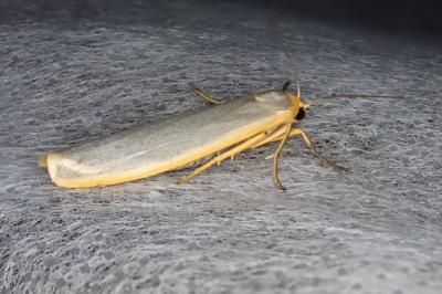 <i>Manulea complana</i>