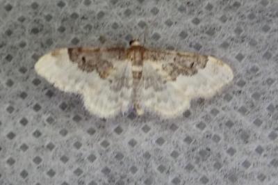 <i>Idaea rusticata</i>