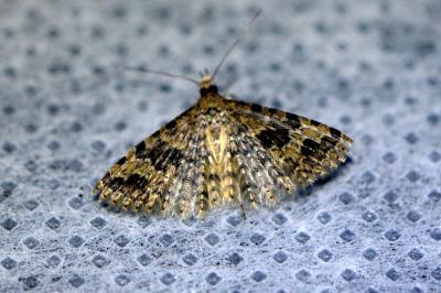 <i>Alucita hexadactyla</i>