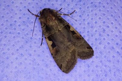 <i>Xestia c-nigrum</i>