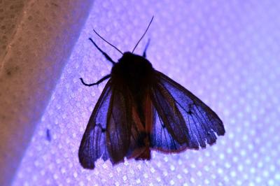 <i>Phragmatobia fuliginosa</i>