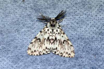 <i>Lymantria monacha</i>