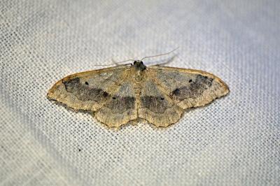 <i>Idaea aversata</i>