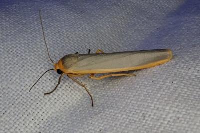 <i>Manulea complana</i>
