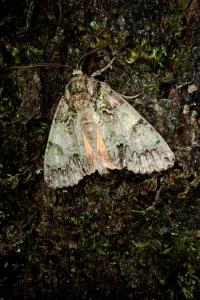 <i>Polyphaenis sericata</i>
