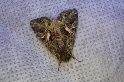 <i>Trachea atriplicis</i>
