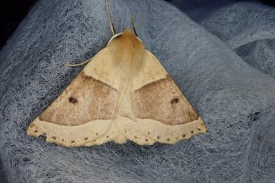 <i>Crocallis elinguaria</i>