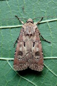 <i>Agrotis exclamationis</i>