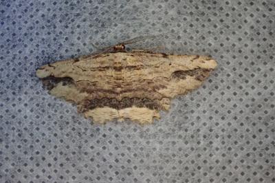 <i>Menophra abruptaria</i>