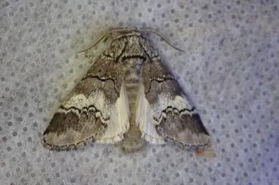<i>Drymonia querna</i>