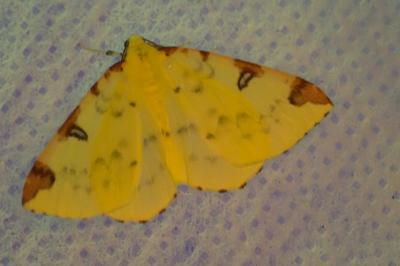 <i>Opisthograptis luteolata</i>