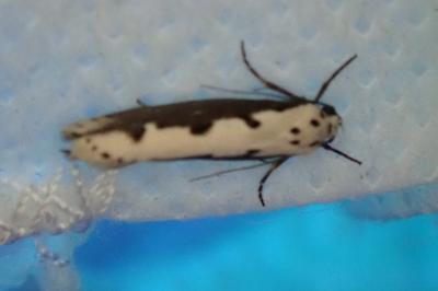 <i>Ethmia bipunctella</i>