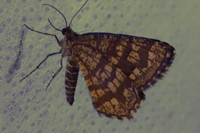 <i>Chiasmia clathrata</i>