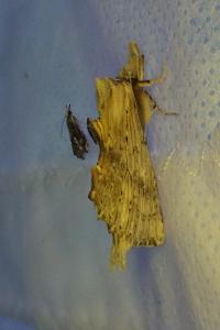 <i>Pterostoma palpina</i>