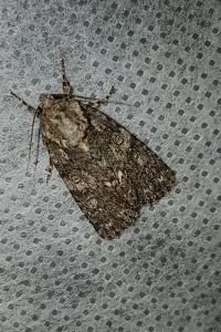 <i>Acronicta rumicis</i>