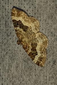 <i>Epirrhoe alternata</i>