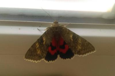 <i>Catocala nupta</i>