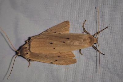 Pelosia muscerda