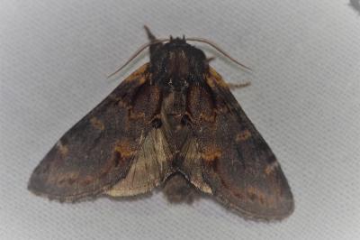 Notodonta dromedarius