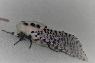 <i>Zeuzera pyrina</i>