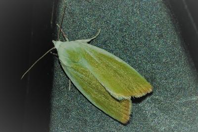 <i>Earias clorana</i>