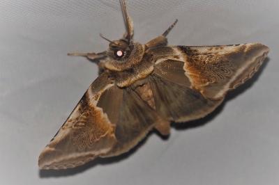 <i>Habrosyne pyritoides</i>