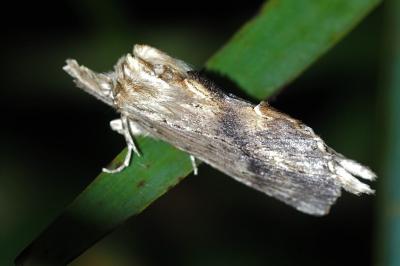 <i>Pterostoma palpina</i>