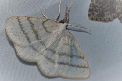 <i>Cabera pusaria</i>