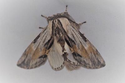 <i>Harpyia milhauseri</i>