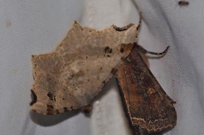 <i>Macaria alternata</i>