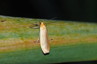 <i>Wittia sororcula</i>