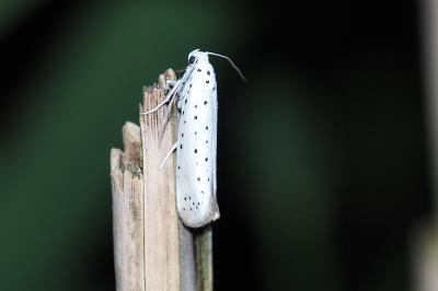 <i>Yponomeuta rorrella</i>