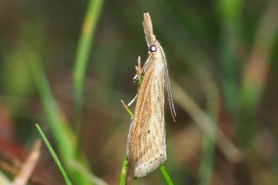 <i>Donacaula forficella</i>