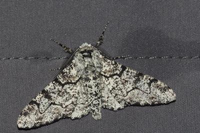 <i>Biston betularia</i>