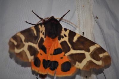 <i>Arctia caja</i>
