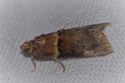<i>Acrobasis repandana</i>