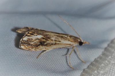 <i>Catoptria verellus</i>