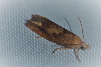 <i>Eucosma conterminana</i>