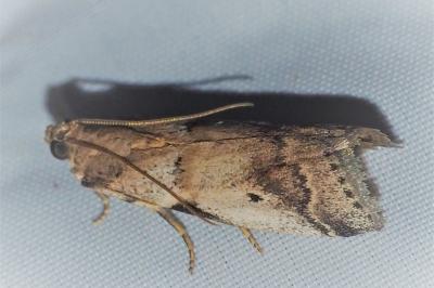 <i>Acrobasis fallouella/glaucella</i>