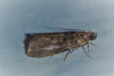 <i>Acrobasis</i>