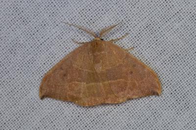 <i>Watsonalla uncinula</i>