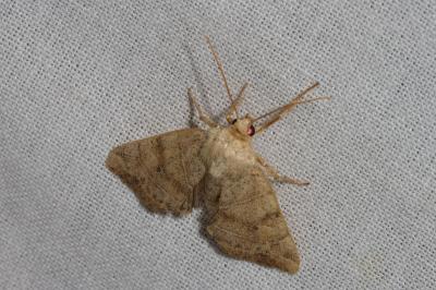 <i>Cosmia trapezina</i>