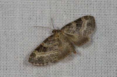 <i>Pterapherapteryx sexalata</i>