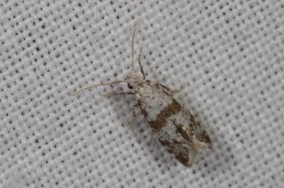 <i>Scythropia crataegella</i>