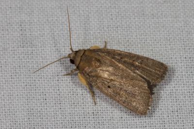 <i>Proxenus hospes</i>