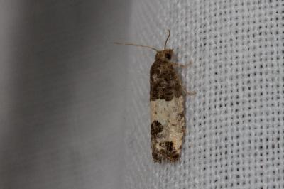 <i>Spilonota ocellana</i>