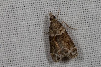 <i>Eudonia mercurella</i>