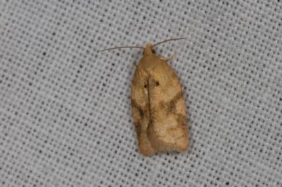 <i>Acleris ferrugana/notana</i>
