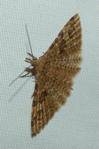 <i>Alucita hexadactyla</i>